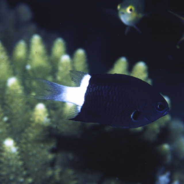 Chromis margaritifer